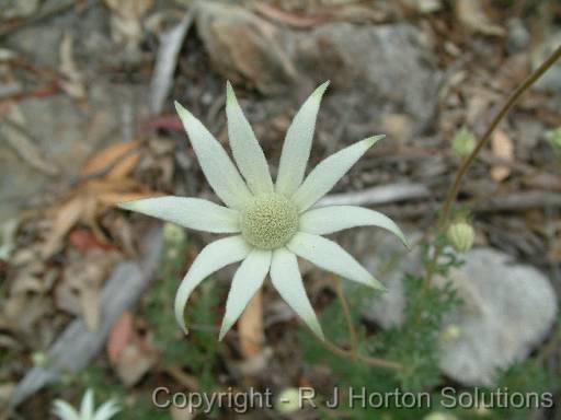 Flannel Flower Actinotis helianthi_2 